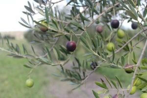 CCREATIONS_PG_Our-Own-Olive-Grove_folderthumb