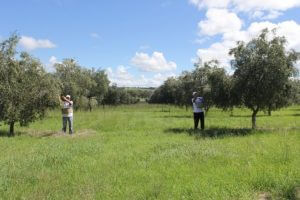 CCREATIONS_PG_Our-Own-Olive-Grove_Olive-Picking-705x470
