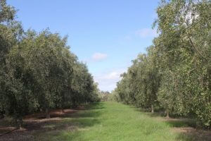 CCREATIONS_PG_Our-Own-Olive-Grove_Olive-Trees-705x470