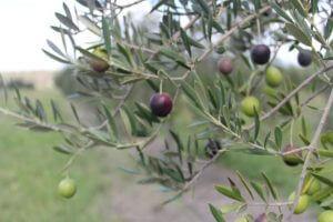 CCREATIONS_PG_Our-Own-Olive-Grove_Olives-705x470