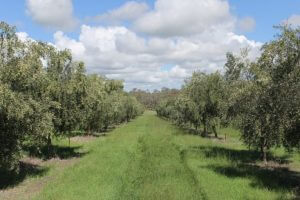 CCREATIONS_PG_Our-Own-Olive-Grove_Our-Farm-in-Young-NSW1-705x470