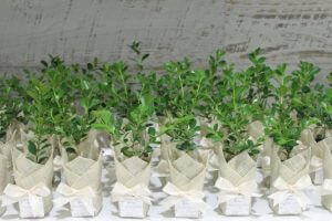 CCREATION_PG_PlantBomboniere_Japanese-Box-Plant-wrapped-with-light-hessian-ivory-ribbon-705x470