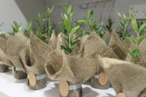CCREATION_PG_PlantBomboniere_Natural-wrapping-Olive-Plant-705x470
