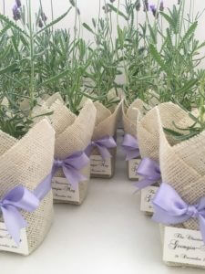 Lavender-Plants-529x705